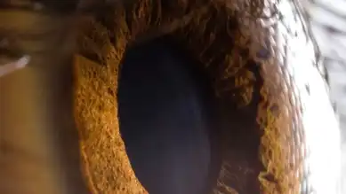 Bilim İnsanları Yeni Bir Renk Keşfetti: 'Olo'!